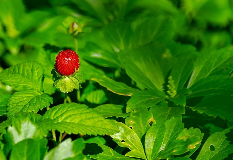 Colorful Fruits